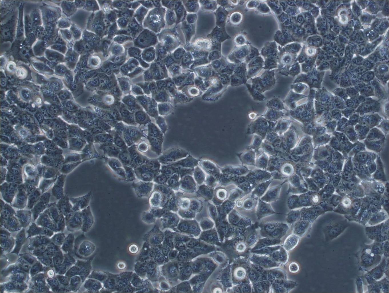 TE-13 cell line人食管癌细胞系