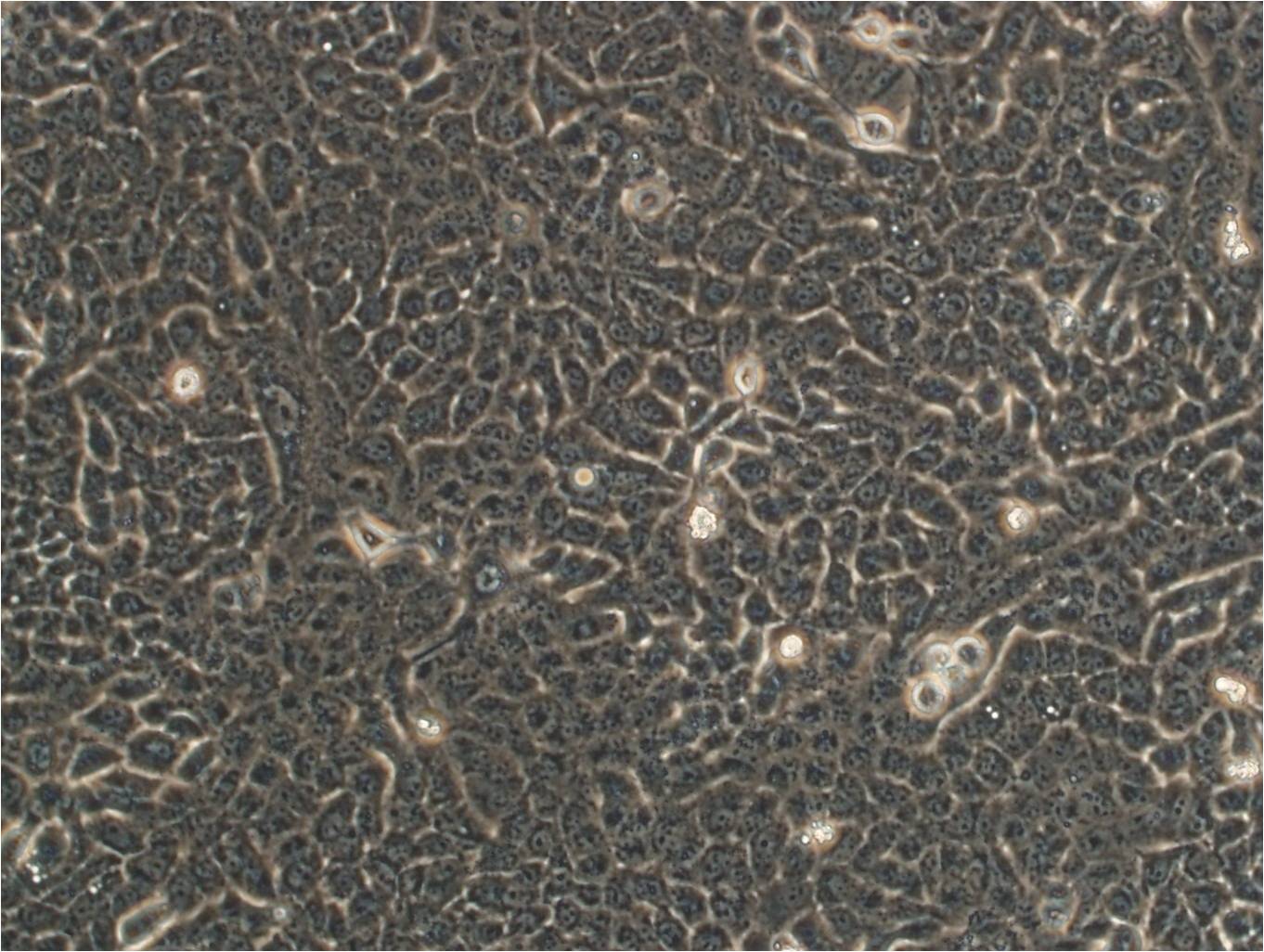 BAR-T cell line人食管上皮细胞系