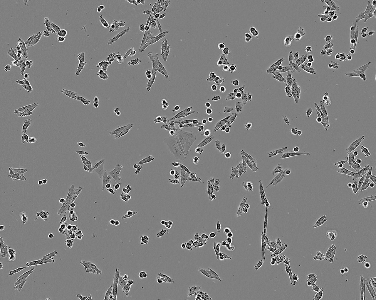 HEK293-FT细胞：表达SV40T抗原人胚肾上皮细胞系