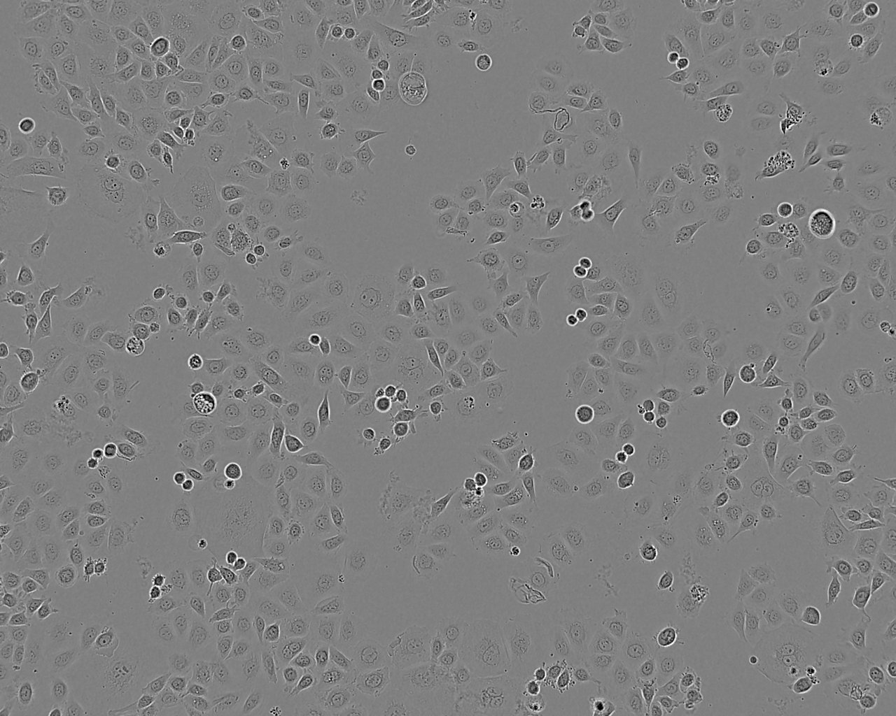 CV-1细胞：非洲绿猴肾细胞系