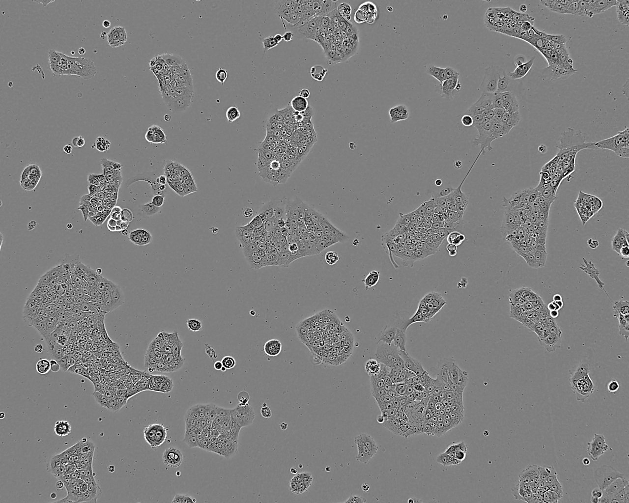 NR8383细胞：大鼠肺泡巨噬细胞系