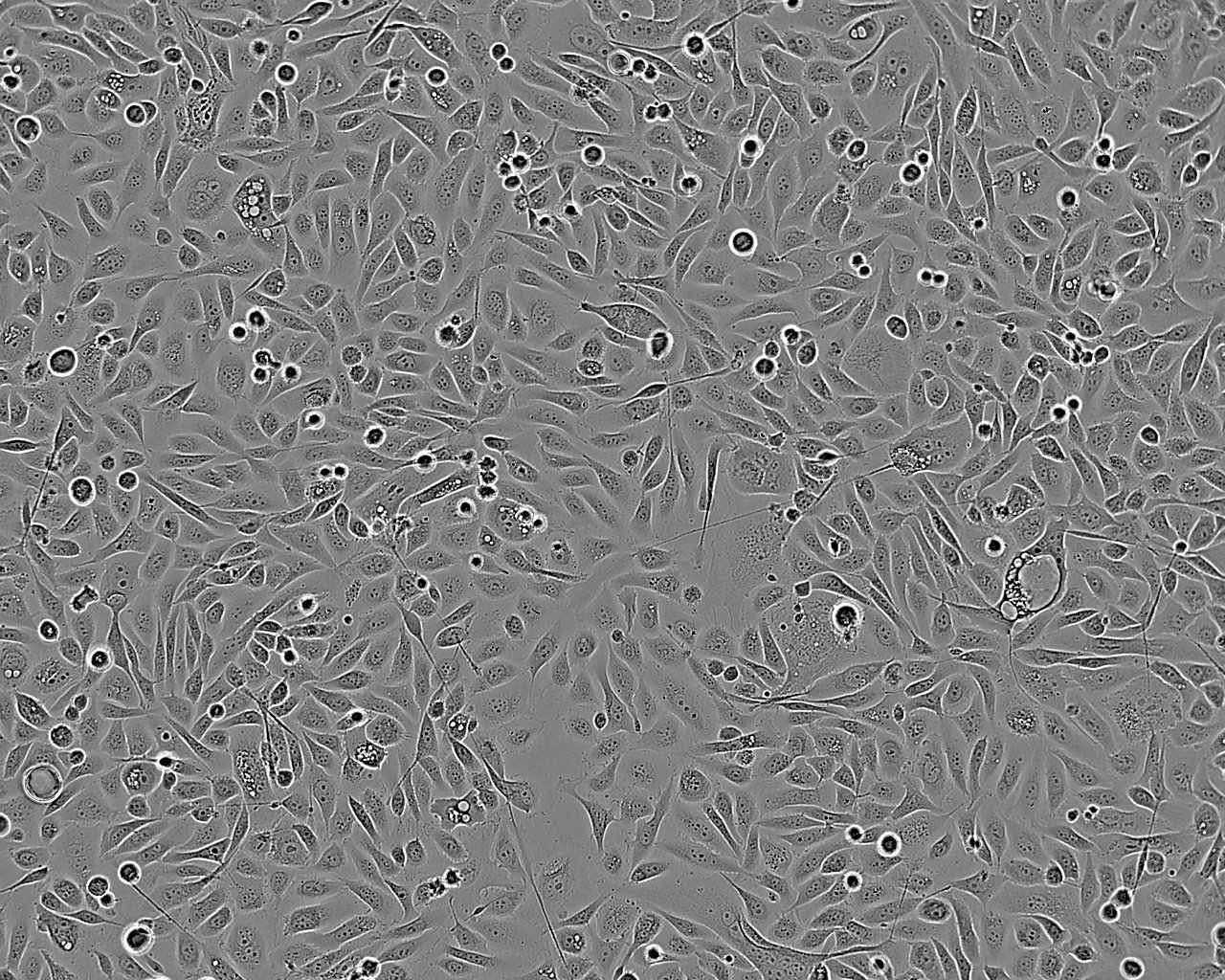NCI-H2030细胞：人非小细胞肺癌细胞系