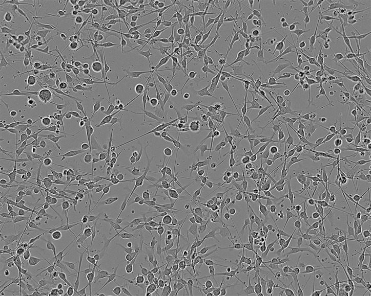 SW837细胞：人结直肠腺癌细胞系