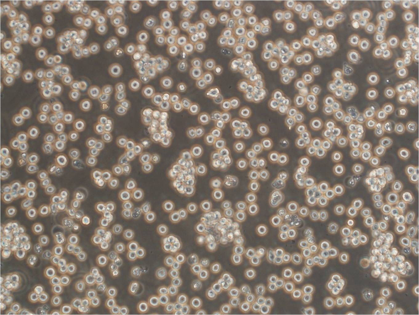 C1498细胞：小鼠白血病细胞系