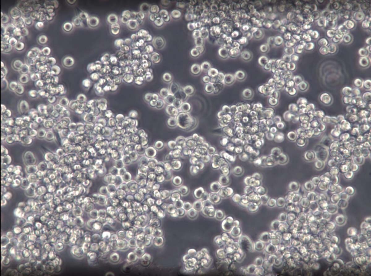 32Dcl3细胞：小鼠骨髓淋巴母细胞系