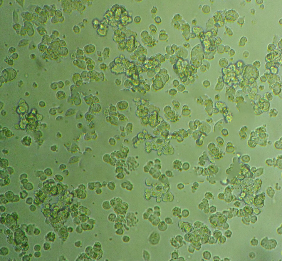 J-111细胞：人单核细胞白血病细胞系