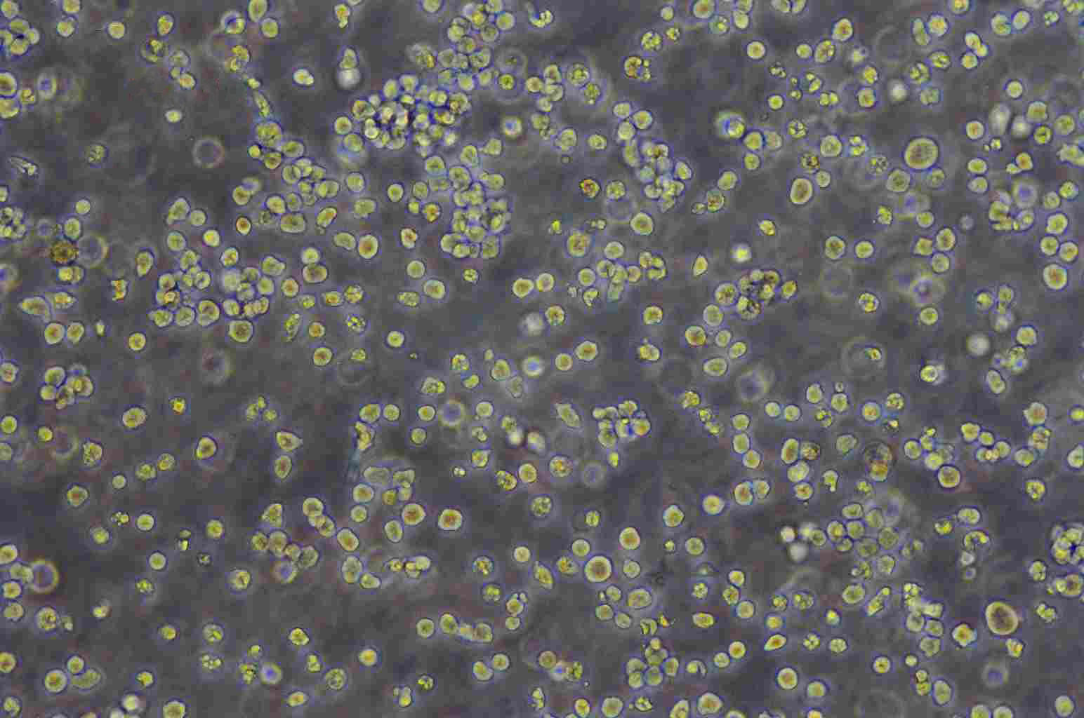 HPB-ALL细胞：人T淋巴细胞系