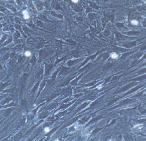 大鼠肺微血管周细胞