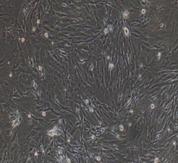 大鼠小肠粘膜上皮细胞