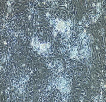 大鼠结肠粘膜上皮细胞