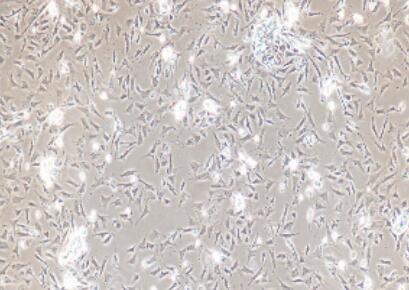 大鼠结肠成纤维细胞