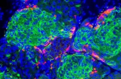 大鼠胰岛β细胞