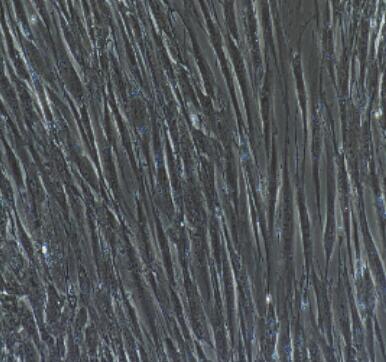 大鼠胸腺基质细胞