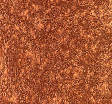 大鼠输卵管上皮细胞