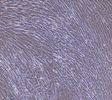 大鼠滑膜成纤维细胞