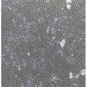 小鼠角膜内皮细胞