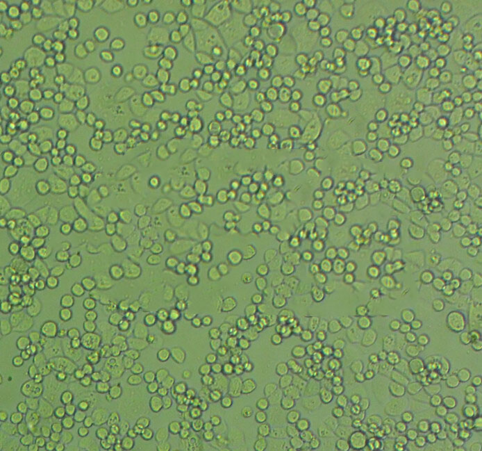 NCI-H2052 Cells|人恶性胸膜间皮瘤细胞系