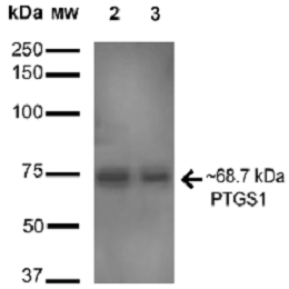 Anti-Cyclooxygenase 1抗体