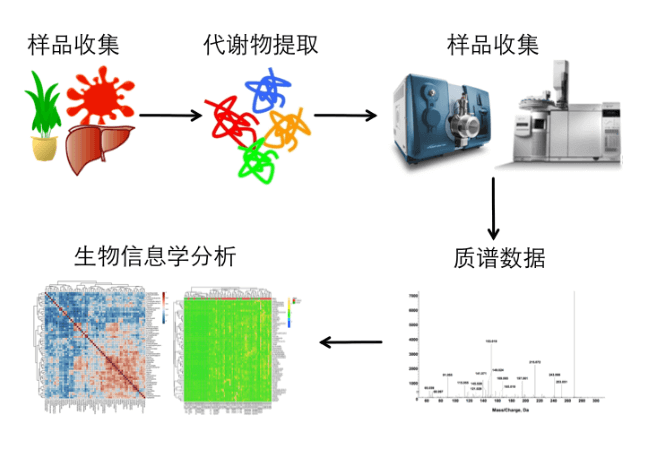 靶向代谢组学服务