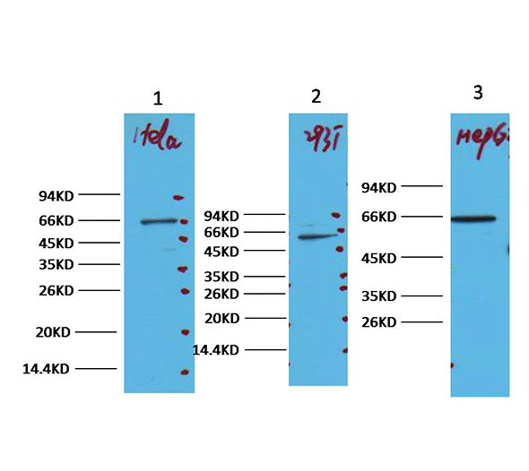 ANTI-NF-KB P65抗体