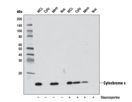 抗- Cytochrome c抗体