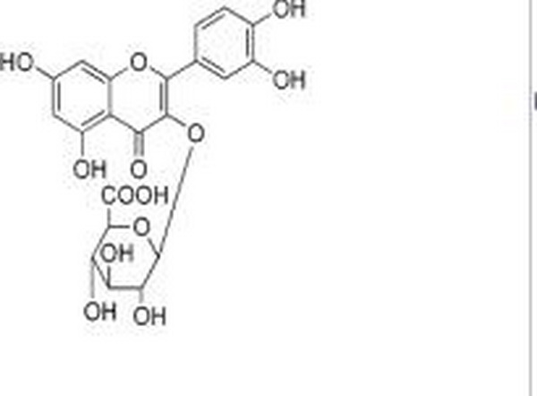 槲皮素-3-O-β-D-吡喃葡糖苷酸