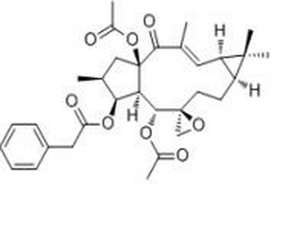 大戟因子L1