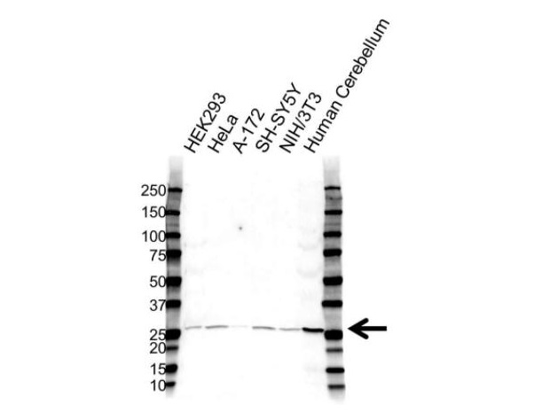 Anti-BDNF Polyclonal Antibody