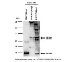 ANTI-BDNF POLYCLONAL ANTIBODY