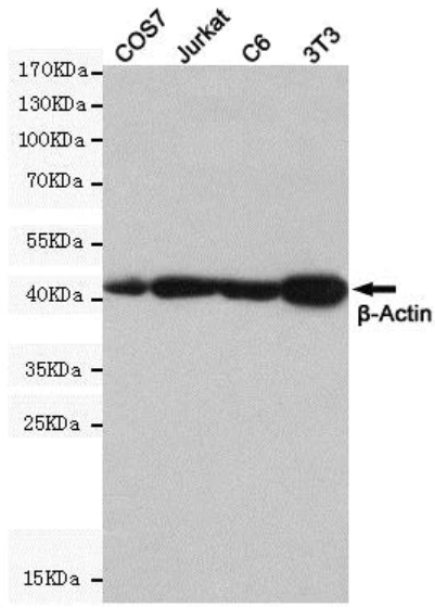 ANTI-BETA-ACTIN抗体