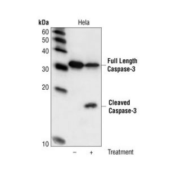 Anti-Caspase 3 Antibody