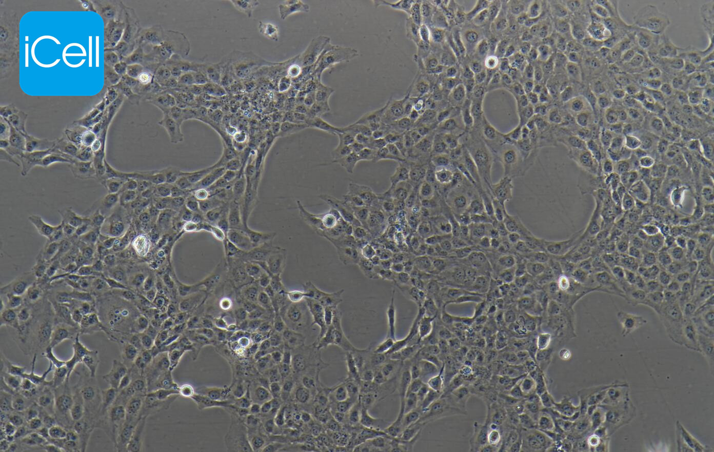 LX-2 人肝星形细胞
