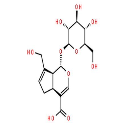 京尼平苷酸