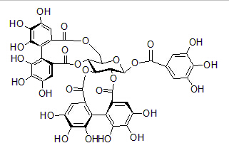 木麻黄鞣亭