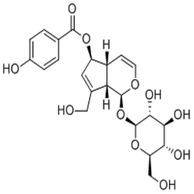 6-O-p-Hydroxybenzoylaucubin