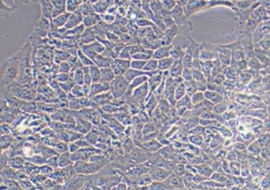HACAT细胞专用培养基