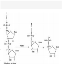 磷酸二酯酶I
