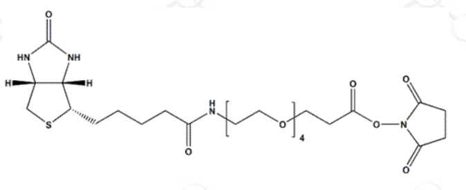 Biotin-PEG4-NHS Ester, 生物素四聚乙二醇N-羟基琥珀酰亚胺酯