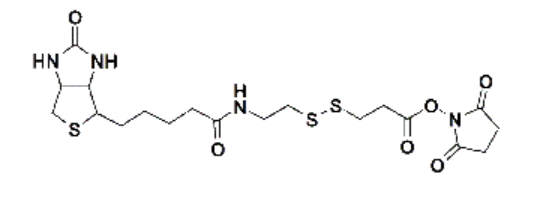 Biotin-SS-NHS，生物素-二硫键-活性酯