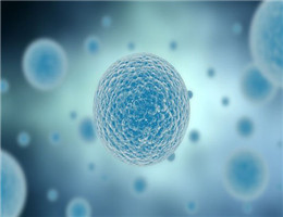 小鼠肾小球内皮细胞提取物说明书
