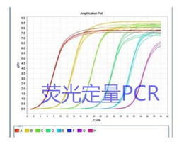 鸡附红细胞体（鸡嗜血支原体）探针法荧光定量PCR试剂盒