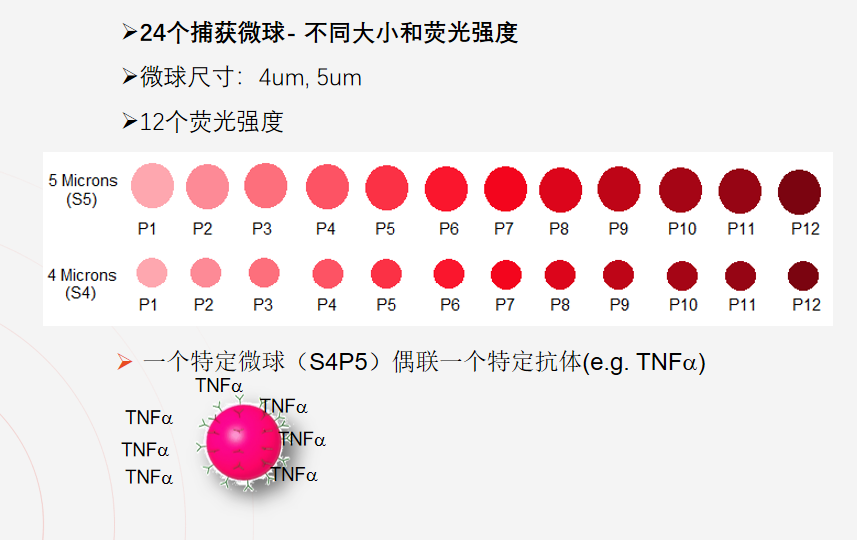 流式多因子检测试剂盒支持定制