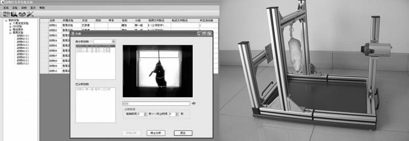悬尾实验视频分析系统