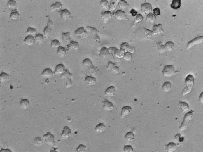 RPMI-8226 Cell|人多发性骨髓瘤细胞