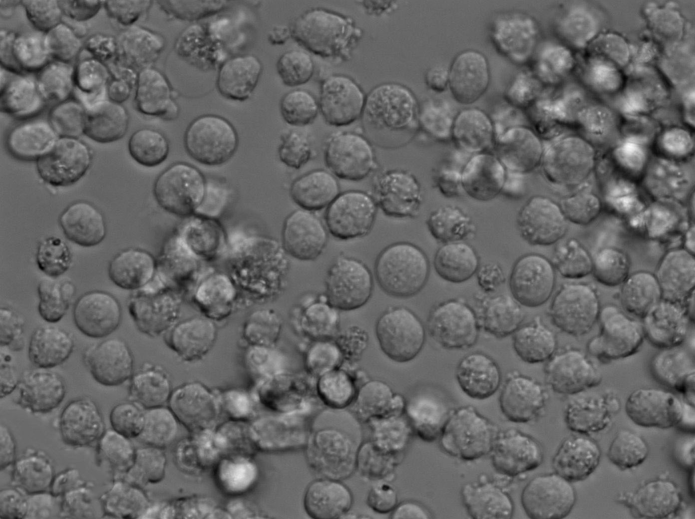 MJ Cell|人皮肤T淋巴细胞瘤细胞