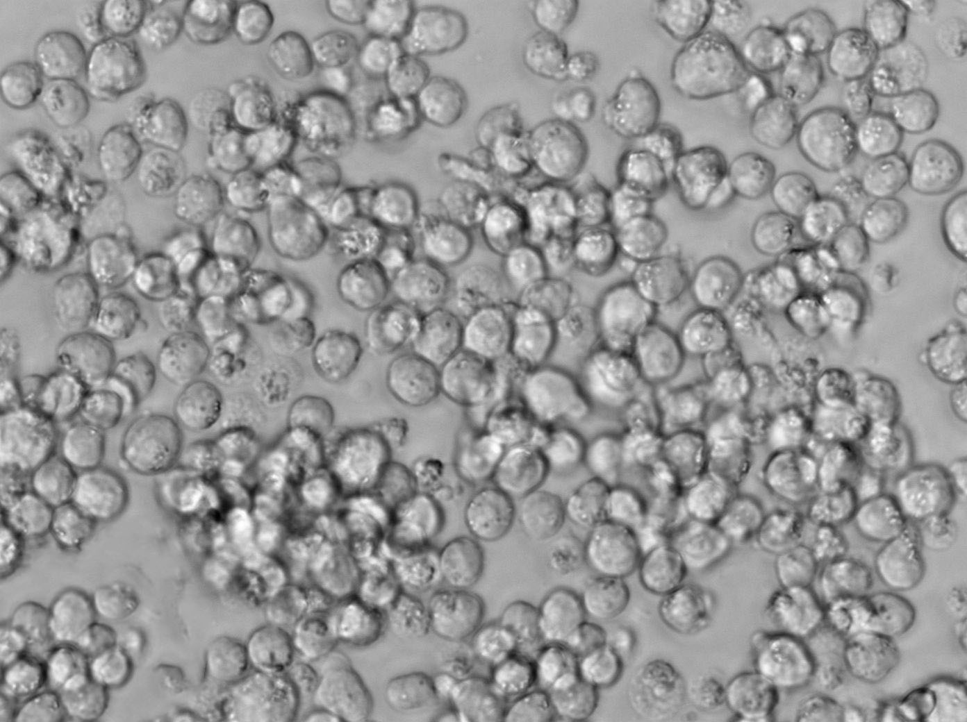 CCRF-CEM Cell|人急性淋巴细胞白血病T淋巴细胞