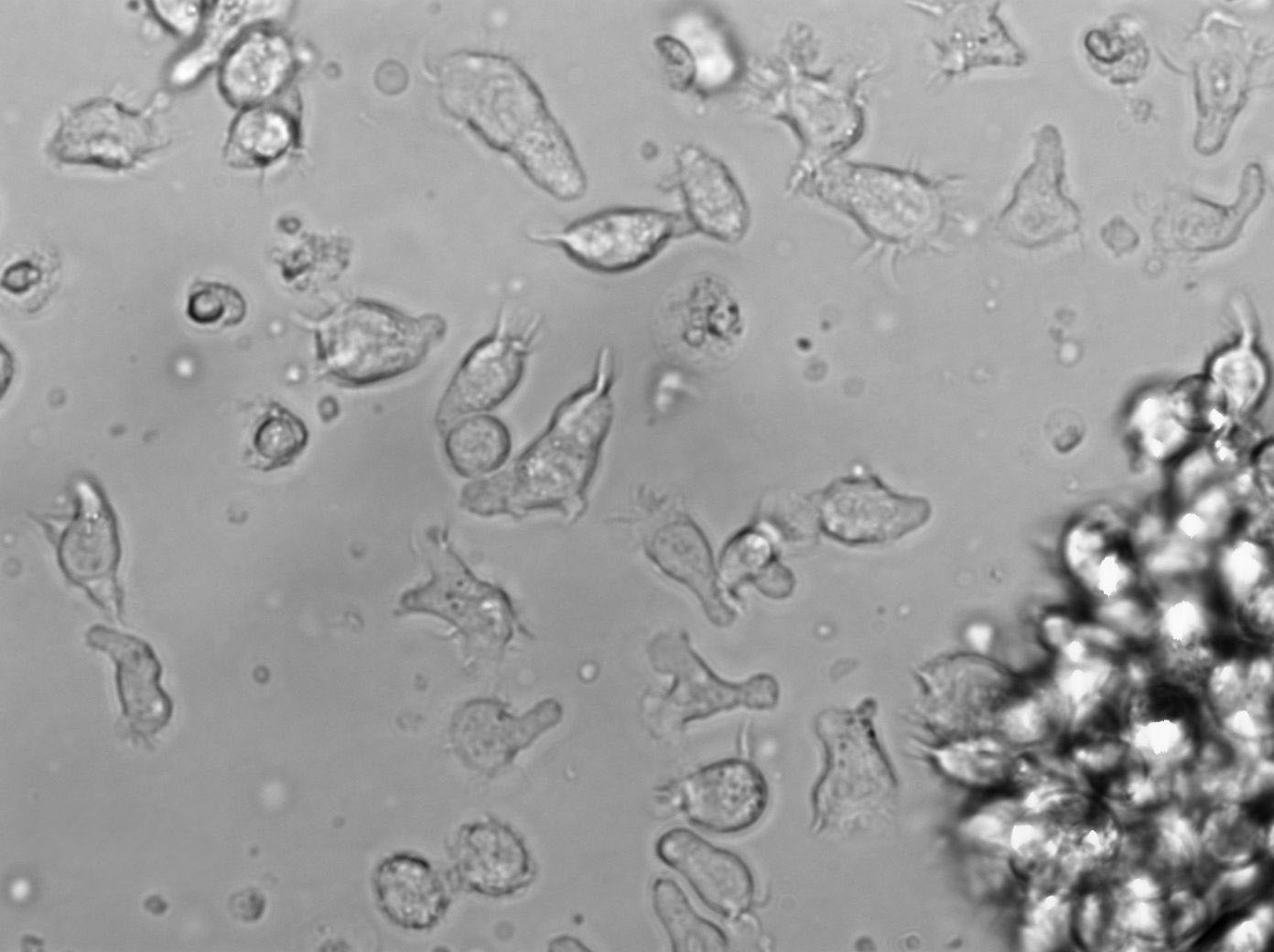6T-CEM Cell|人T细胞白血病细胞