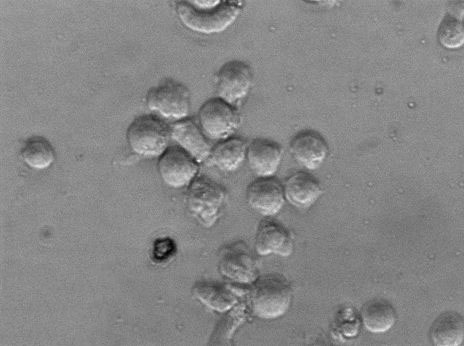 Dami Cell|人巨核细胞白血病细胞