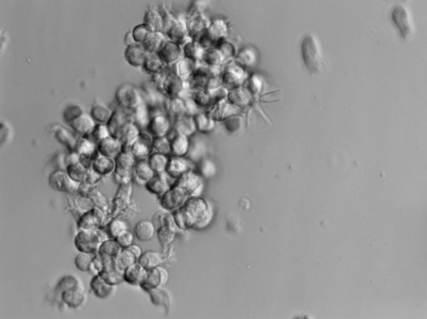 P388D1 Cell|小鼠淋巴样瘤细胞