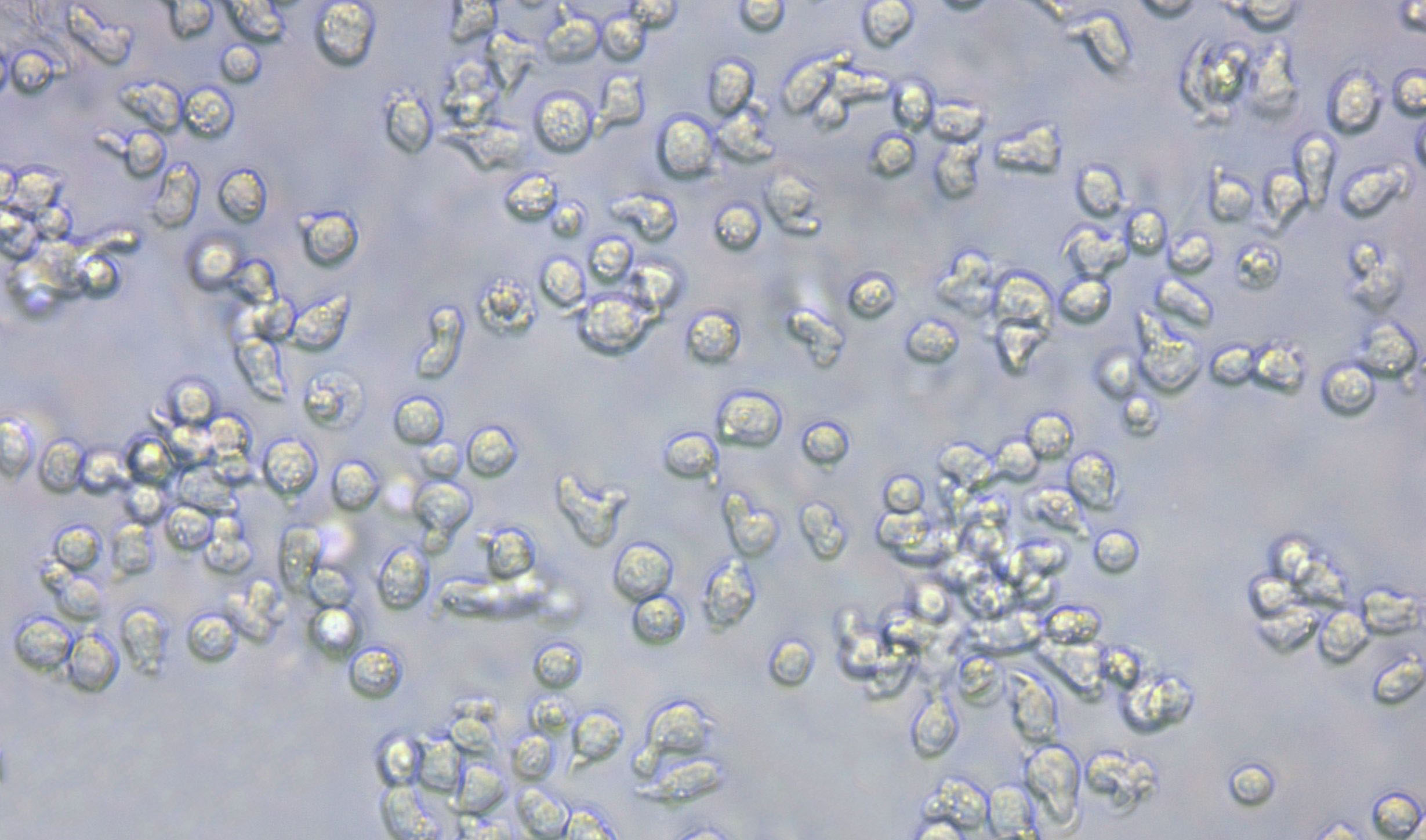 CCRF-SB Cell|人急性T淋巴细胞白血病细胞